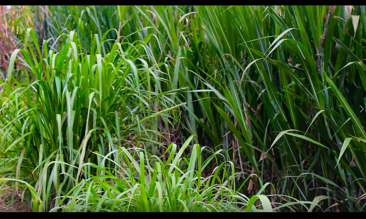 nappier grass