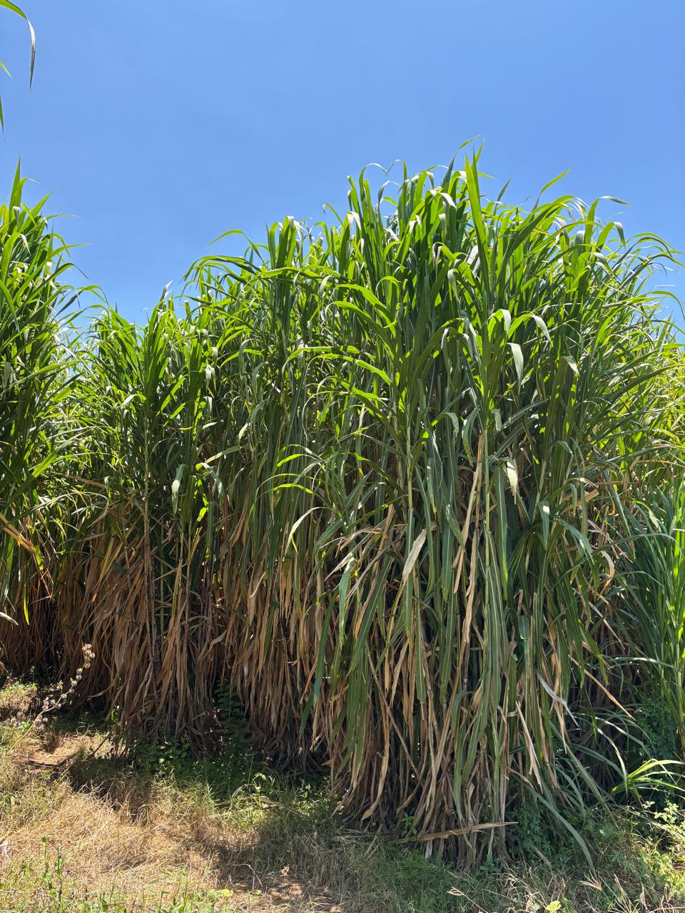 Juncao Grass